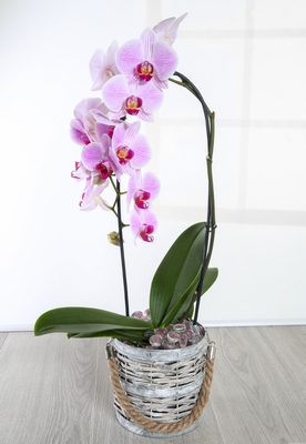Orchid plant