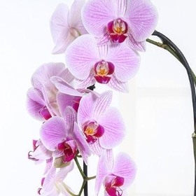 Orchid plant