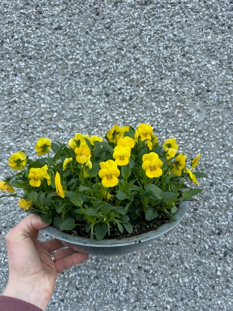 Viola zinc planter
