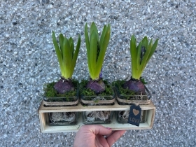 Hyacinth trio