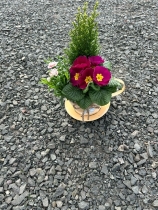 Planted teacup