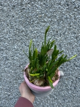 Tere a tete ceramic planter