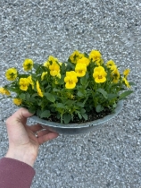 Viola zinc planter
